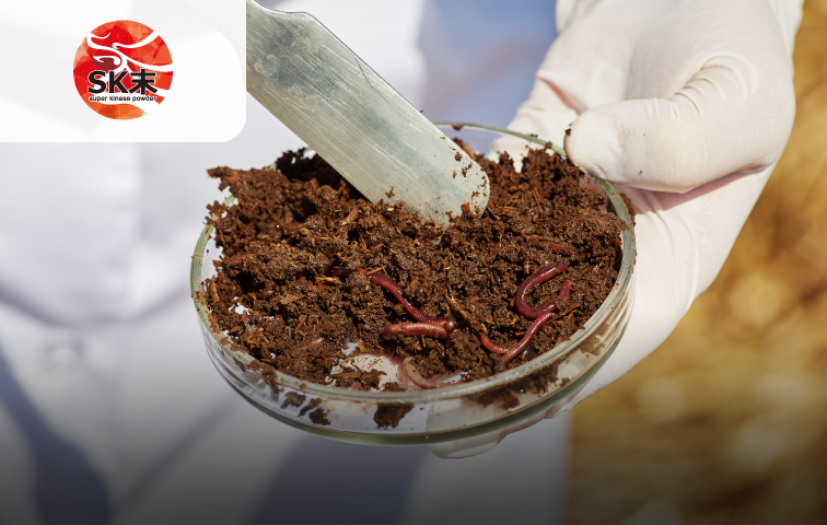 專利紅蚯蚓酵素 SK末 輝龍