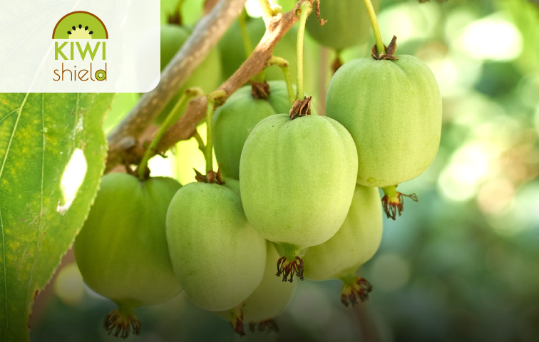 專利奇異果萃取物 KIWIshield