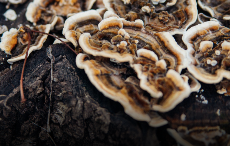 雲芝子實體萃取物
