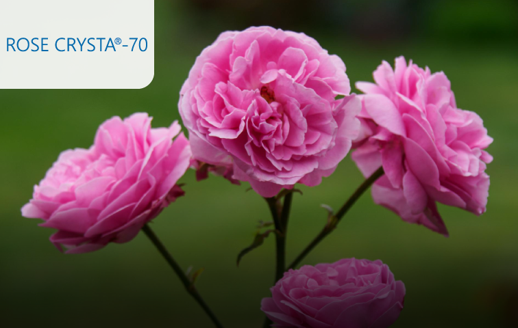 專利玫瑰花萃取物 Rose Crysta-70
