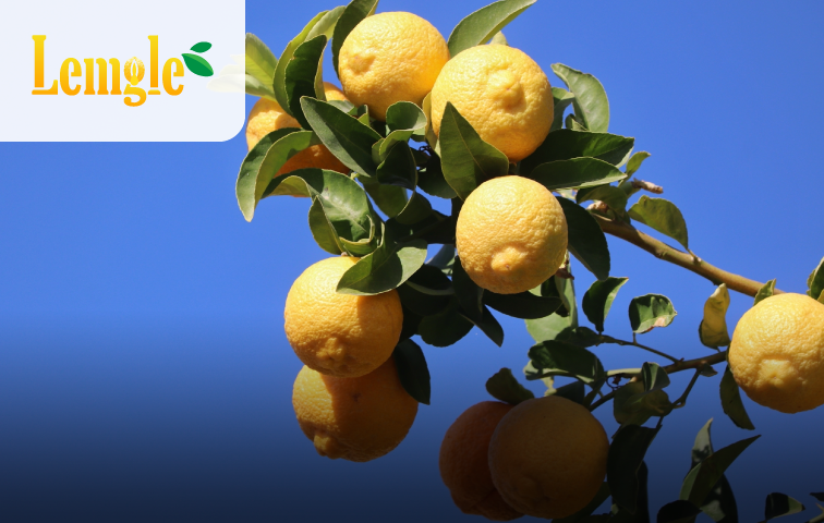 專利檸檬萃取物 Lemgle