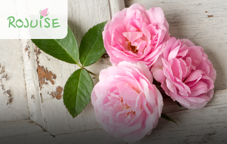 專利大馬士革玫瑰萃取物 ROJUiSE
