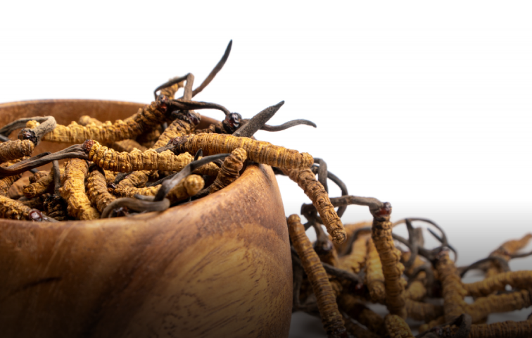 冬蟲夏草菌絲體萃取物 (中華被毛孢)