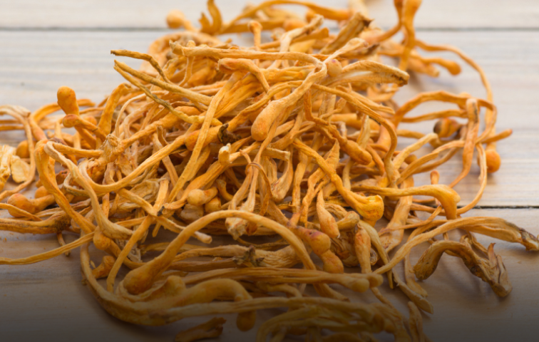 北蟲草子實體萃取物