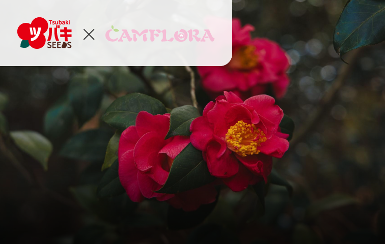 專利茶花籽萃取物 Tsubaki Seeds / CAMFLORA