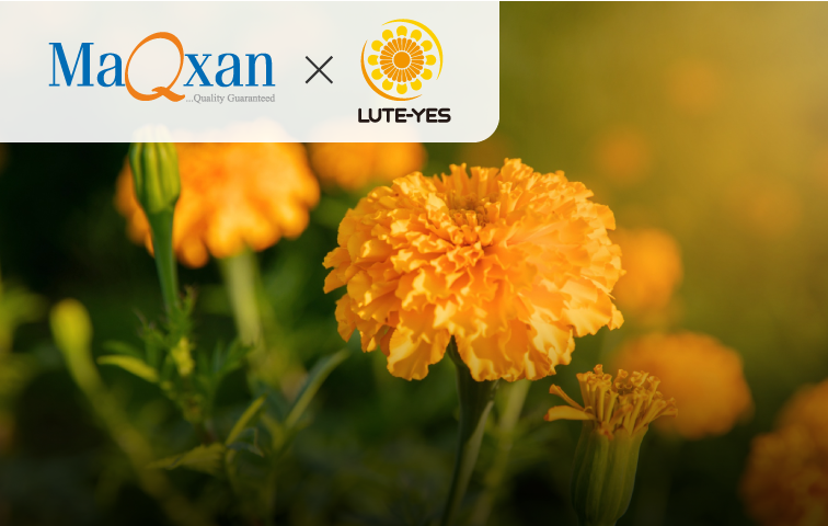 金盞花萃取物 游離型葉黃素 & 玉米黃素  MaQxan / LUTE-YES