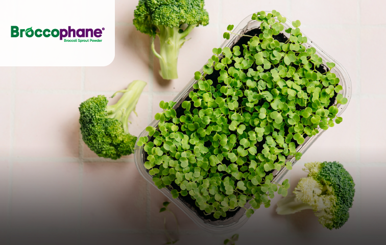 青花菜苗粉  BroccoPhane®