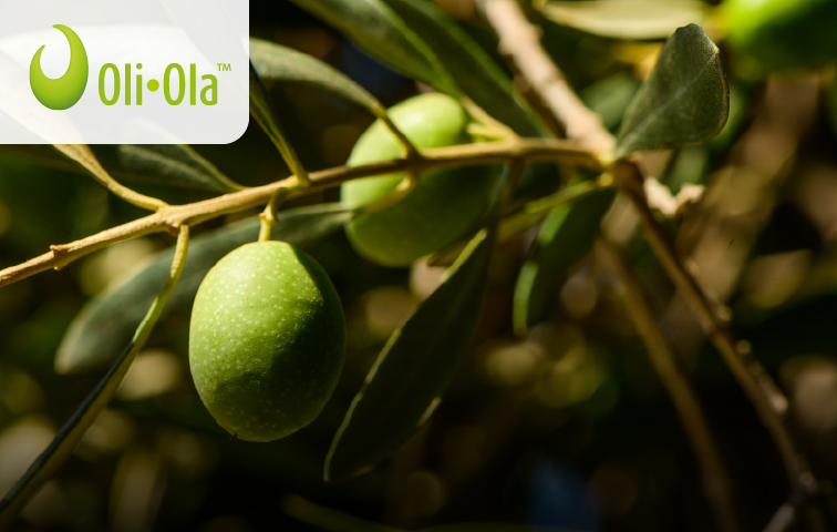 橄欖萃取物  Oli • Ola™