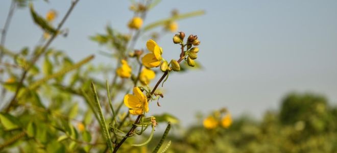 草本植萃系列